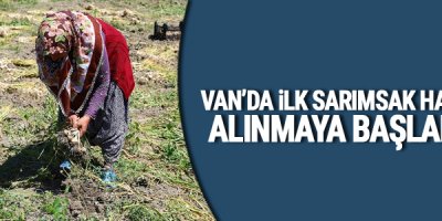 Van'da bir ilk: Sarımsak projesinin hasadına başlandı
