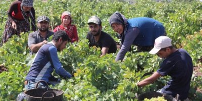 Kilis'te Üzüm Hasadı Sürüyor