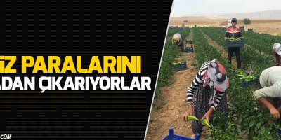 Çeyiz paralarını tarladan çıkarıyorlar