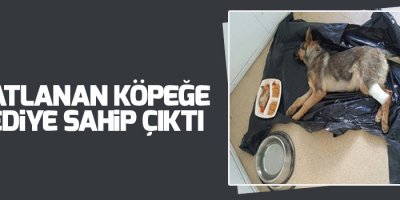 Sakatlanan köpeğe belediye sahip çıktı