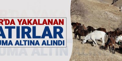 Sınır'da yakalanan katırlar koruma altın alındı