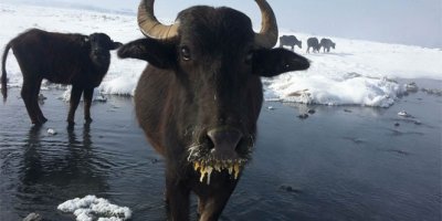 Aşırı soğuklar hayvanları da etkiliyor