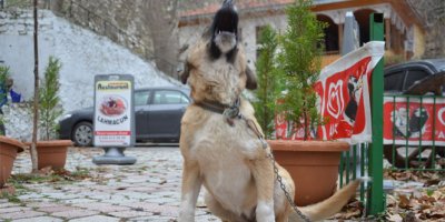 Soma'da kuduz endişesi