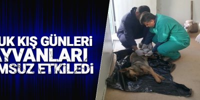 Soğuk kış günleri hayvanları olumsuz etkiledi!