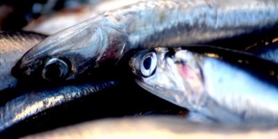 Balıkçılar en az 2 yıllık av yasağı istiyor