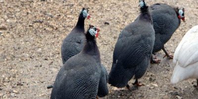 Bursa’da kuş gribi alarmı