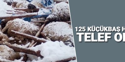 125 küçükbaş hayvan telef oldu