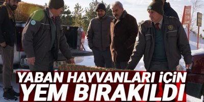 Yaban hayvanları için yem bırakıldı