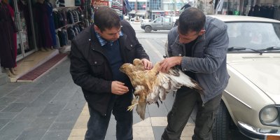 Kanadı Kırık Şahin Tedavi Altına Alındı