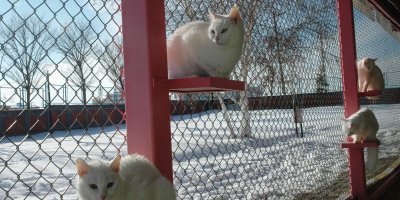 Van kedileri kış güneşinin tadını çıkarttı