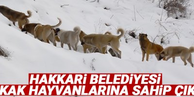 Hakkari Belediyesi sokak hayvanlarına sahip çıktı