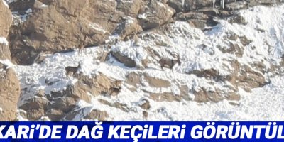 Hakkari’de dağ keçileri görüntülendi