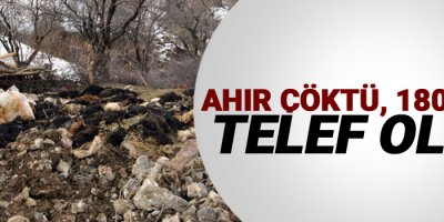 Ahır çöktü, 180 keçi telef oldu