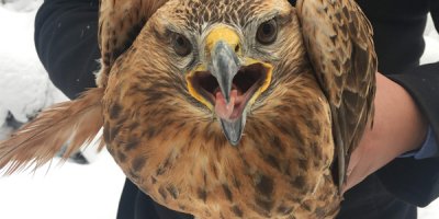 Donmak üzere olan şahin kurtarıldı