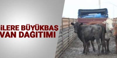 Iğdır'da çiftçilere büyükbaş hayvan dağıtımı