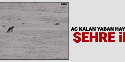 Aç kalan yaban hayvanları şehre indi