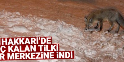 Hakkari’de aç kalan tilki şehir merkezine indi