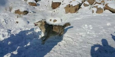 Yol kenarında donmuş kurt bulundu