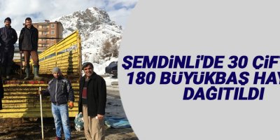 Şemdinli'de 30 çiftçiye 180 büyükbaş hayvan dağıtıldı
