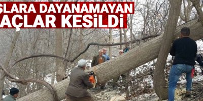 Yağışlara dayanamayan ağaçlar kesildi