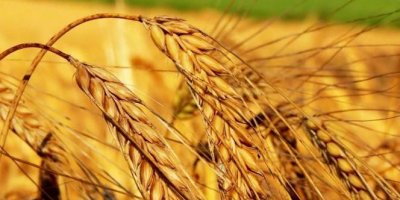 Kuraklık sigortası buğdayda başlıyor