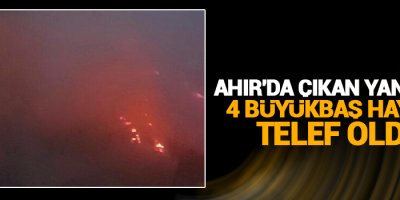 Ahır'da çıkan yangında 4 büyükbaş hayvan telef oldu