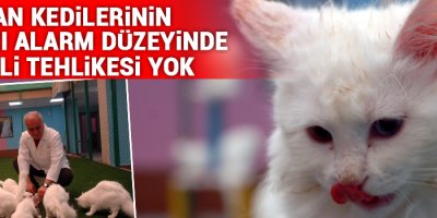 Van Kedilerinin kırmızı alarm düzeyinde nesli tehlikesi yok
