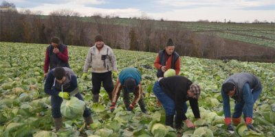 Kışlık sebze üreticileri raftaki fiyatlardan şikayetçi