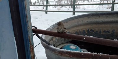 Dondurucu soğukta kuşun ayakları demire yapıştı