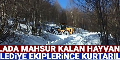 Yaylada mahsur kalan hayvanlar belediye ekiplerince kurtarıldı