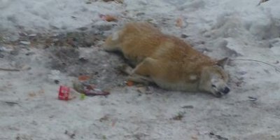 Hakkari’de bir köpek donarak telef oldu
