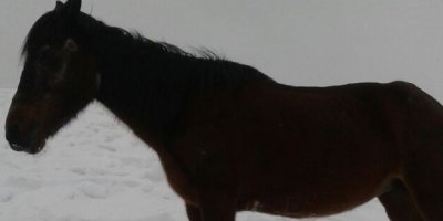 2800 rakımda mahsur kalan at kurtarıldı