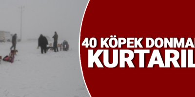 40 köpek donmaktan kurtarıldı
