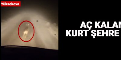 Yüksekova'da aç kalan kurt şehre indi!