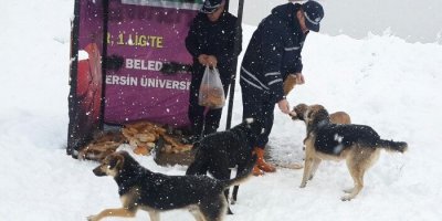 Belediye sokak hayvanlarını unutmadı