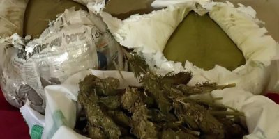 43 kilo esrar ele geçirildi