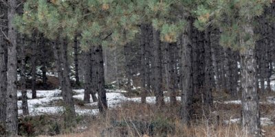 Ormanlar kış aylarında da tehlike altında