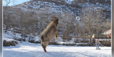 Bu teke doğuştan futbolcu