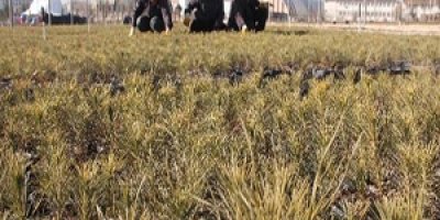 Doğu Anadolu'ya 20 Milyon Fidan