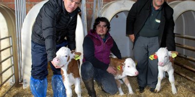 İthal inek üçüz doğurdu