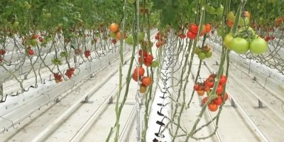 Eksi 40 derecede domates üretimi