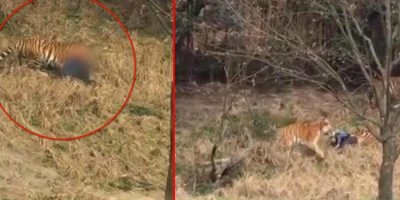 Kaplanlar, kafese giren adamı paramparça etti