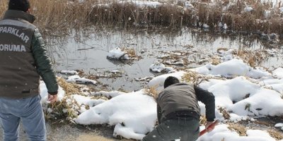 Van’da yaban hayvanlarına yem desteği