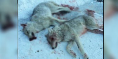 Hakkari'de Aç kalan Kurtlar köye indi!