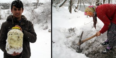 Hakkari'de kışlık tatlar kar altından çıkarıldı