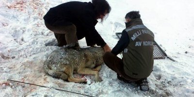 Yaralı kurt, tedavi altına alındı