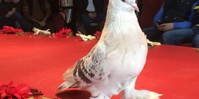 90 bin liraya güvercin satıldı