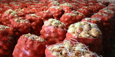 Soğanlar depolarda kaldı