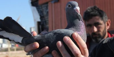 Güvercini çalıp not bıraktılar