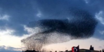 Sığırcıkların büyüleyen dansı